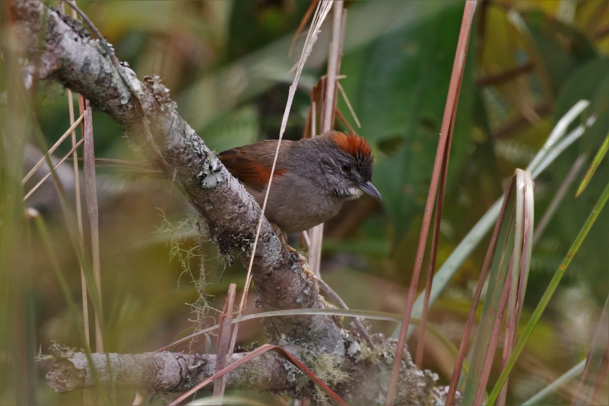 Pale-breasted Spinetail - ML617277720