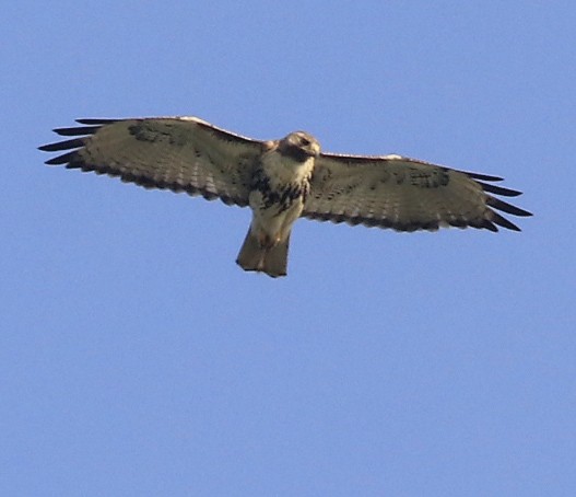 Red-tailed Hawk - ML617277793