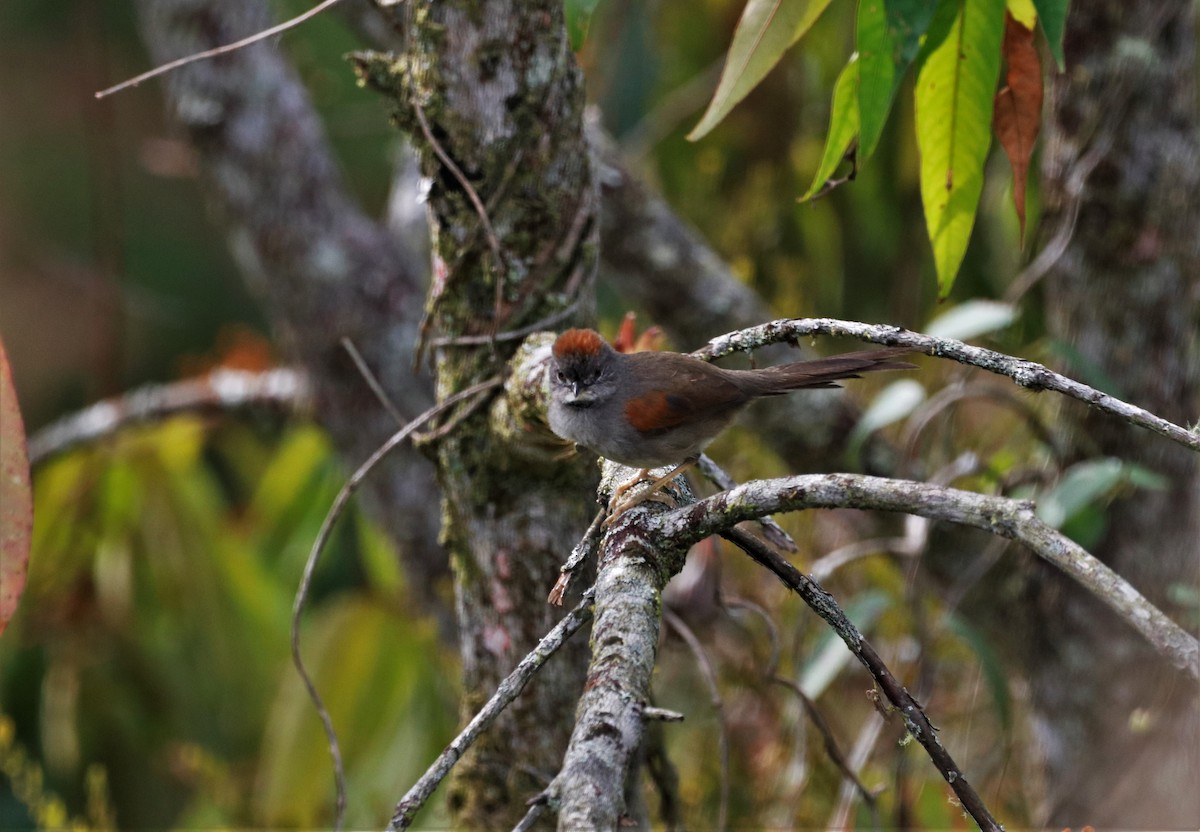 Pale-breasted Spinetail - ML617277797