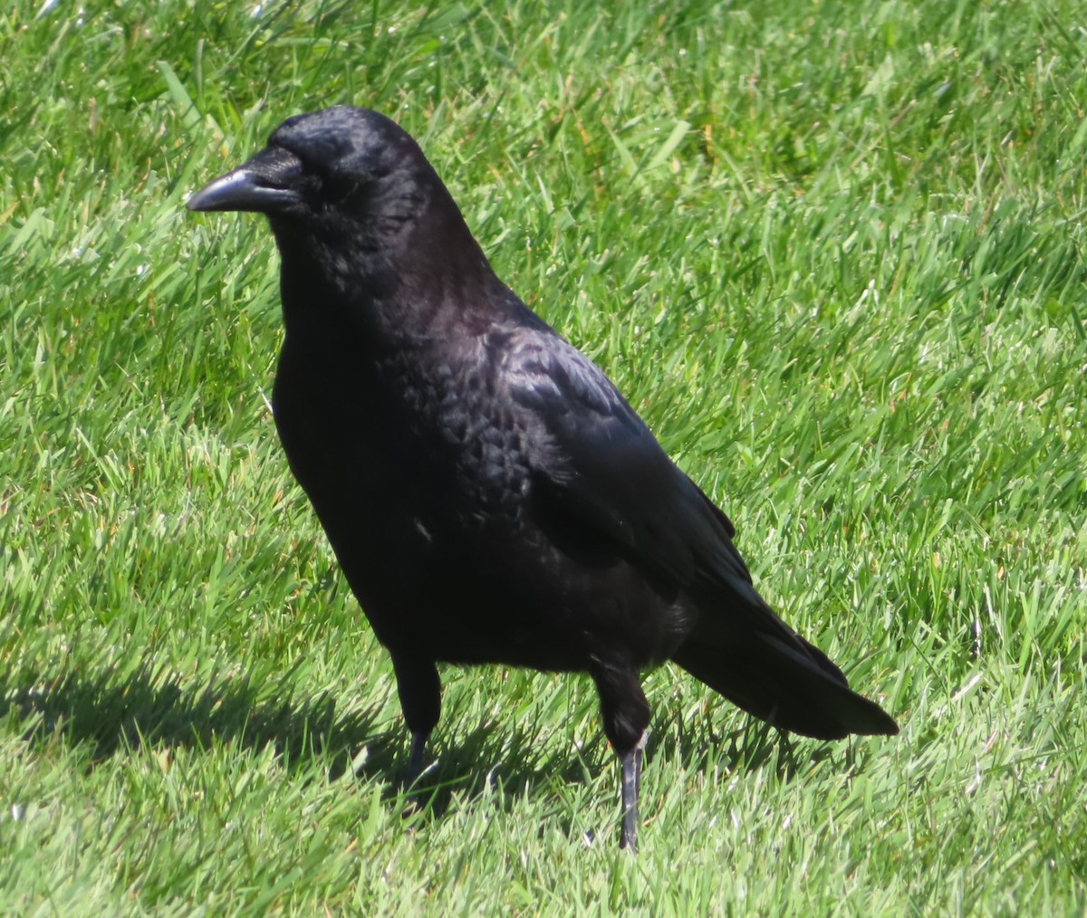 American Crow - Gord Dubois