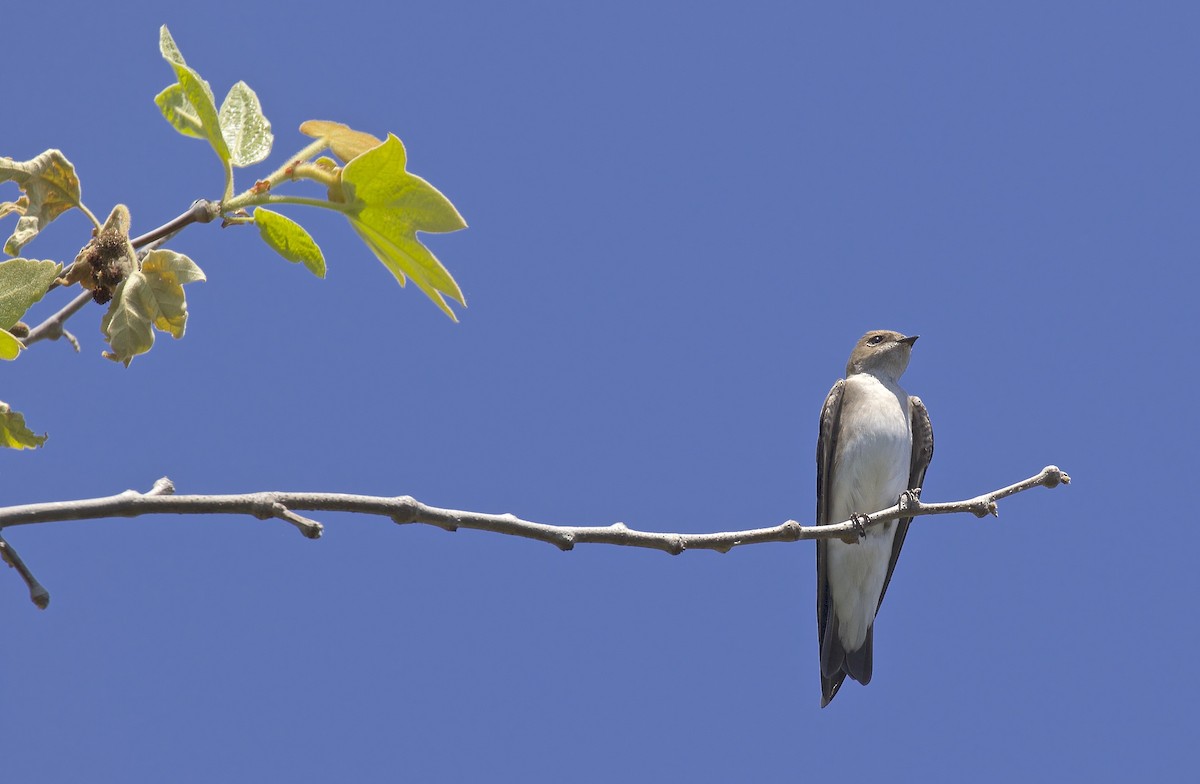 Northern Rough-winged Swallow - ML617277890