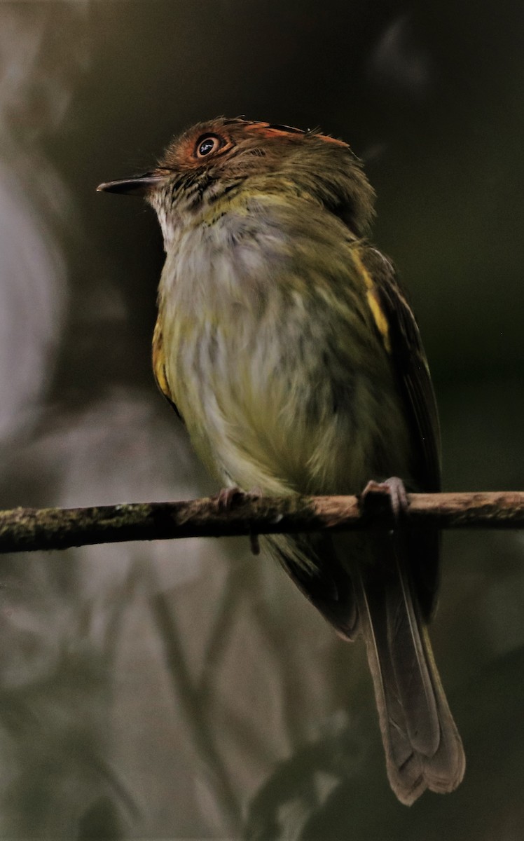Scale-crested Pygmy-Tyrant - ML617277929