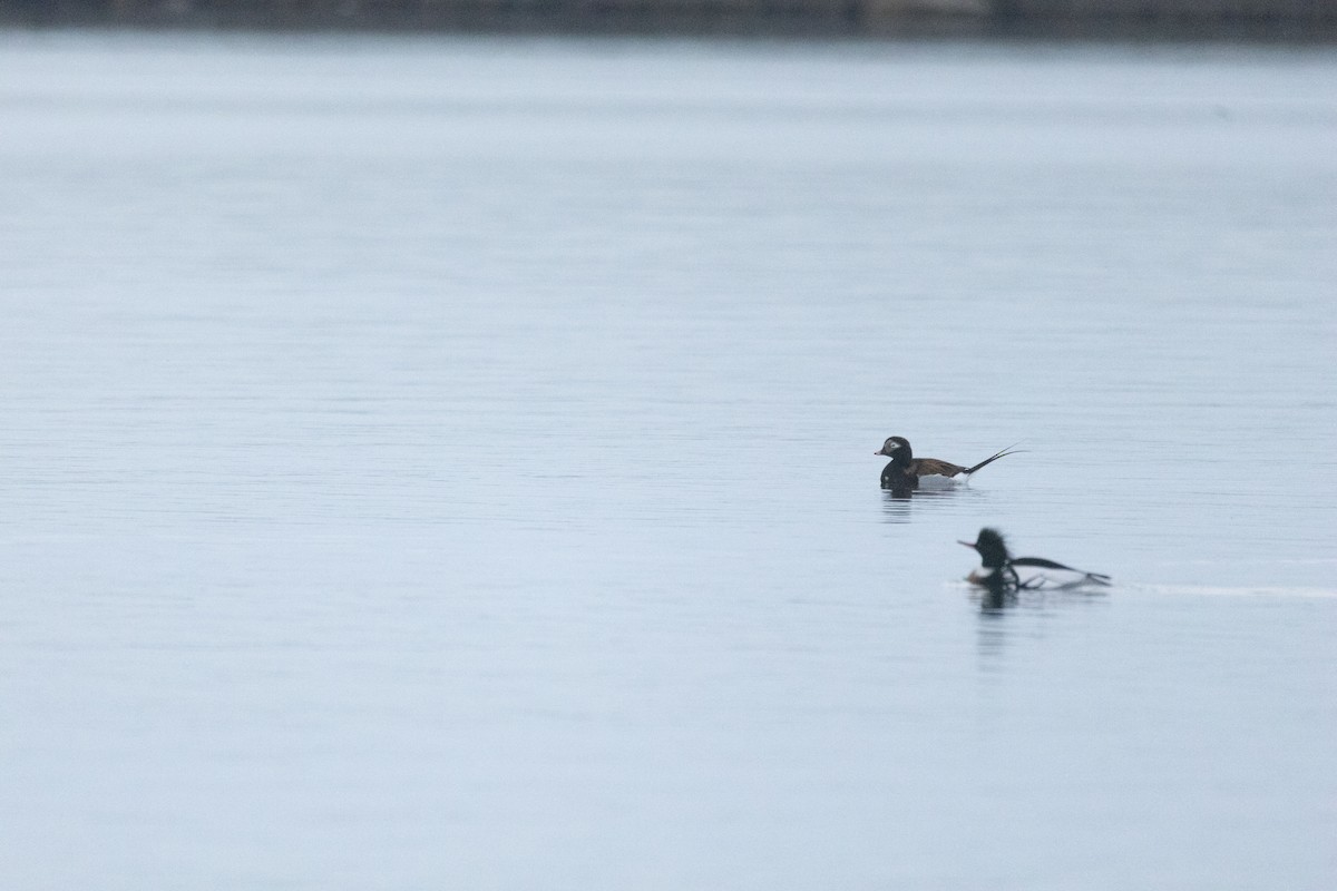 Long-tailed Duck - ML617277950