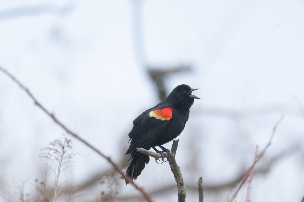 Red-winged Blackbird - ML617277962