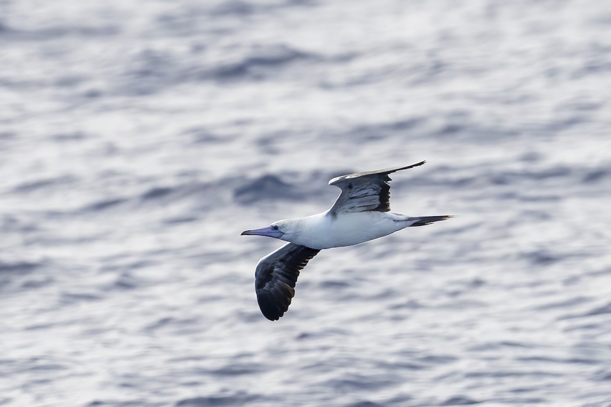 Red-footed Booby - ML617278075