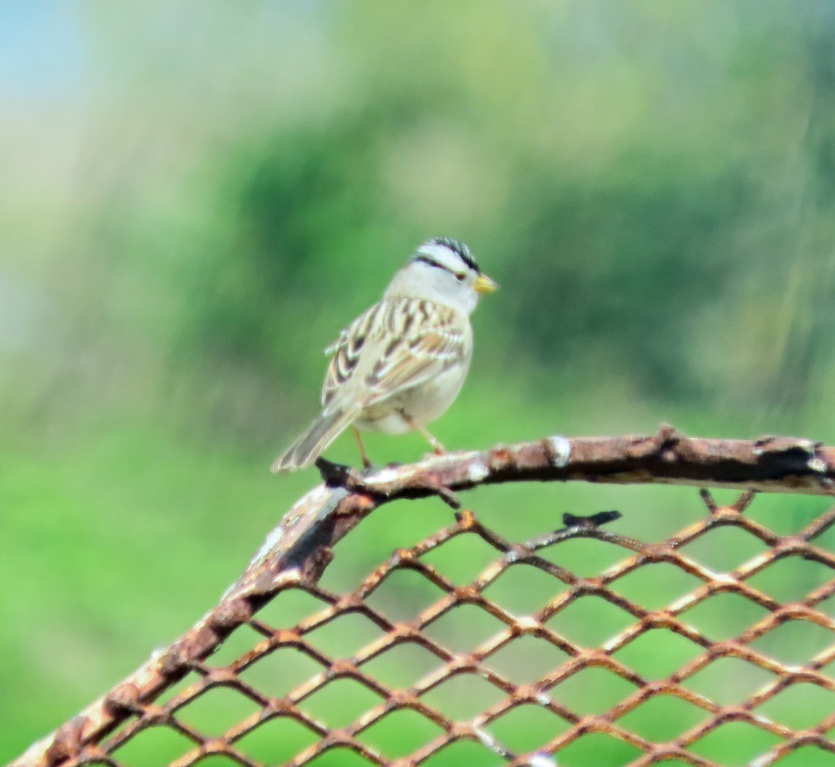 White-crowned Sparrow - ML617278182