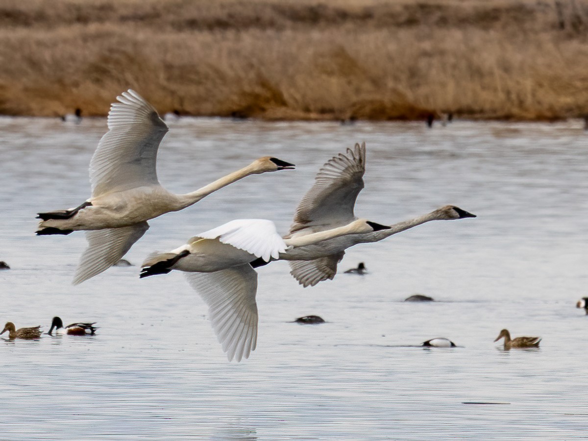 eBird Checklist - 12 Apr 2024 - Frank Lake--NW lookout/blind/outflow ...