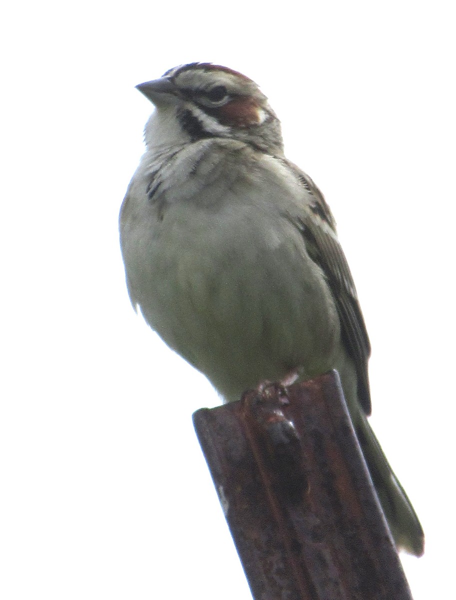 Lark Sparrow - ML617278260