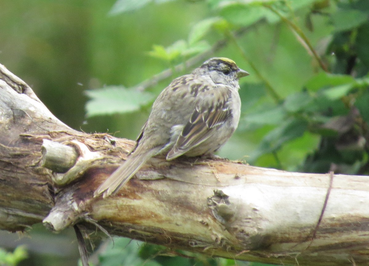 Golden-crowned Sparrow - George Leonberger