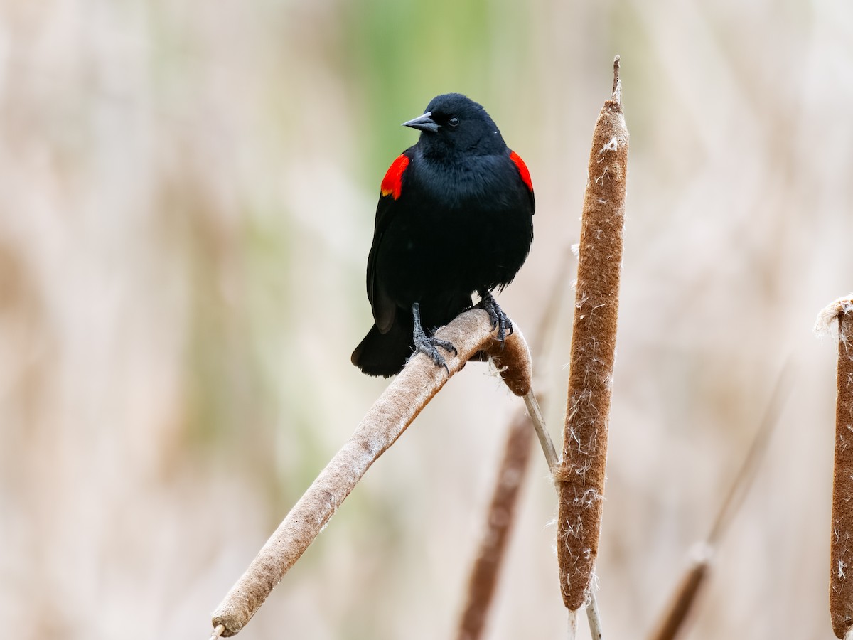 Red-winged Blackbird - ML617278354