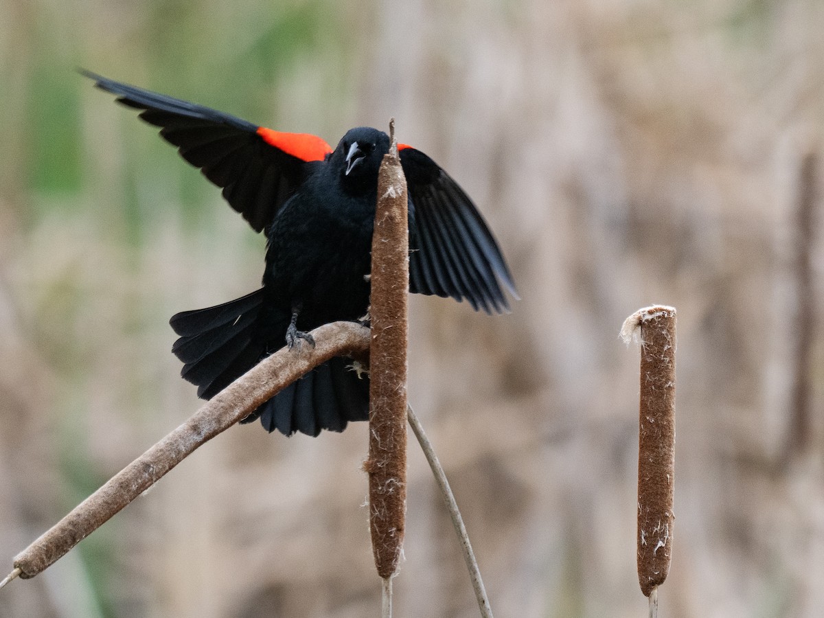 Red-winged Blackbird - ML617278356