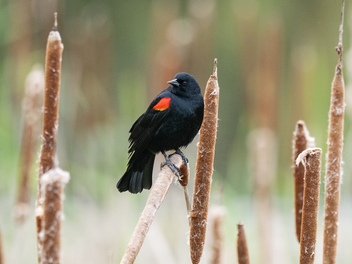 Red-winged Blackbird - ML617278357