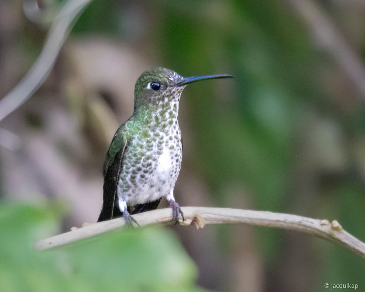 Many-spotted Hummingbird - ML617278391
