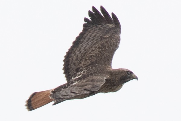 Red-tailed Hawk (abieticola) - ML617278559