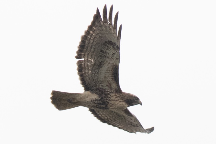 Red-tailed Hawk (abieticola) - ML617278572