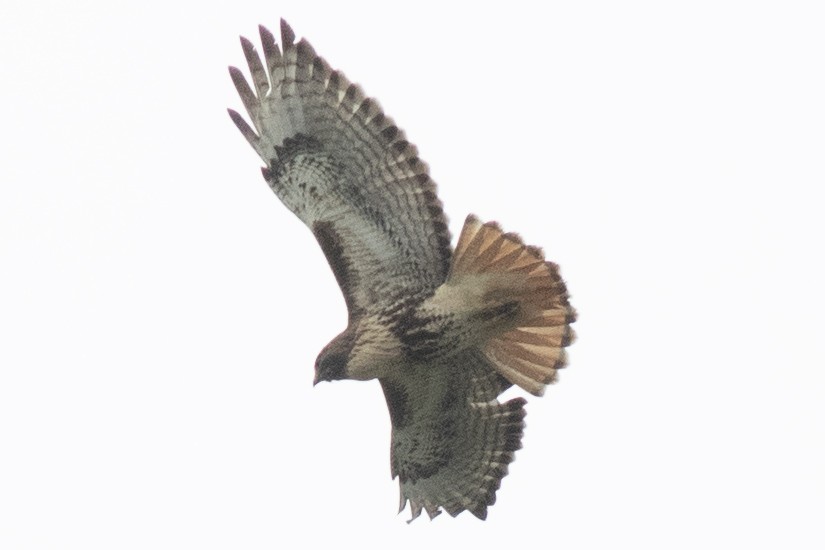 Red-tailed Hawk (abieticola) - ML617278573