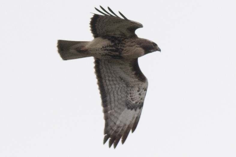 Red-tailed Hawk (abieticola) - David Brown