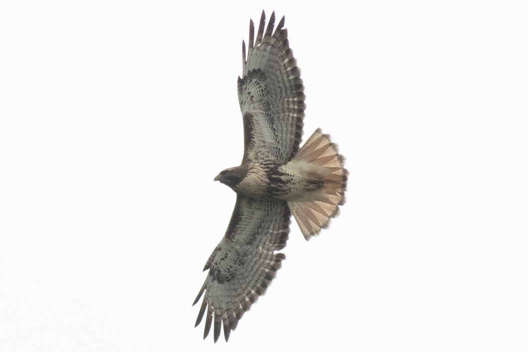Red-tailed Hawk (abieticola) - ML617278575