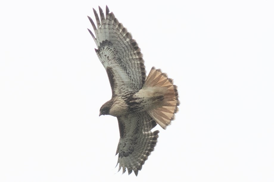Red-tailed Hawk (abieticola) - ML617278576
