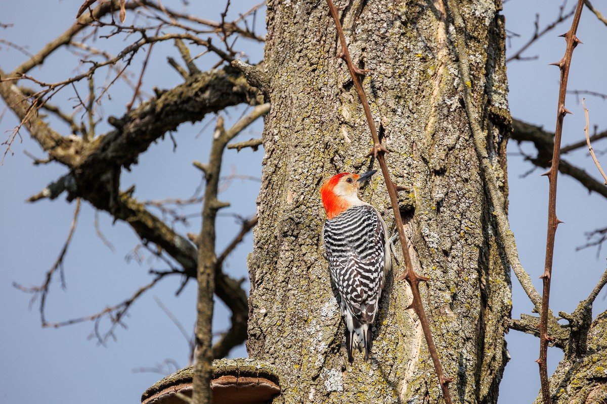 Red-bellied Woodpecker - Leena M