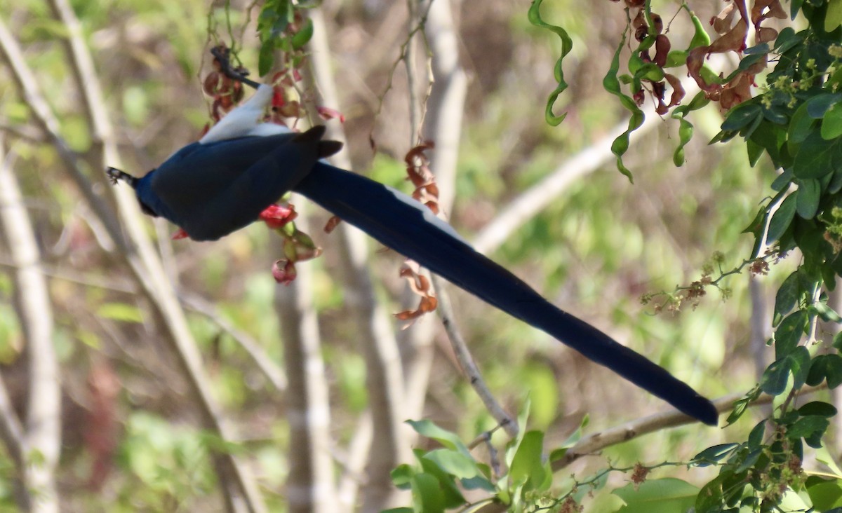 Black-throated Magpie-Jay - ML617278624