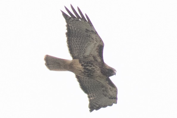 Red-tailed Hawk (abieticola) - ML617278669