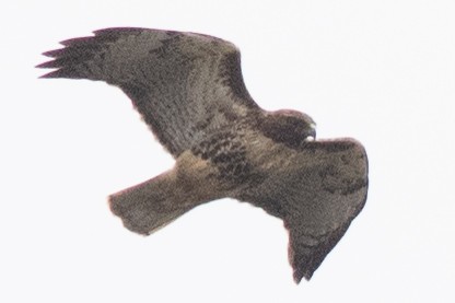 Red-tailed Hawk (abieticola) - David Brown