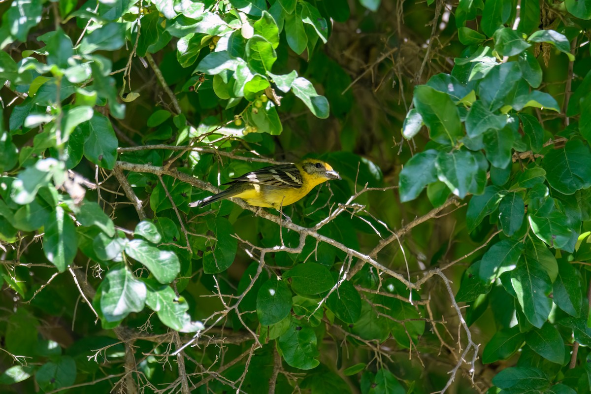 Flame-colored Tanager - ML617278700