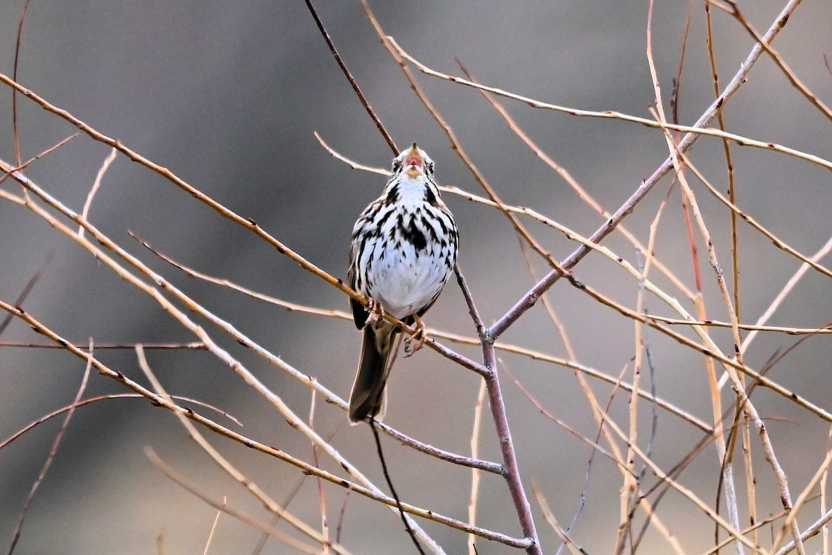 Song Sparrow - Anonymous