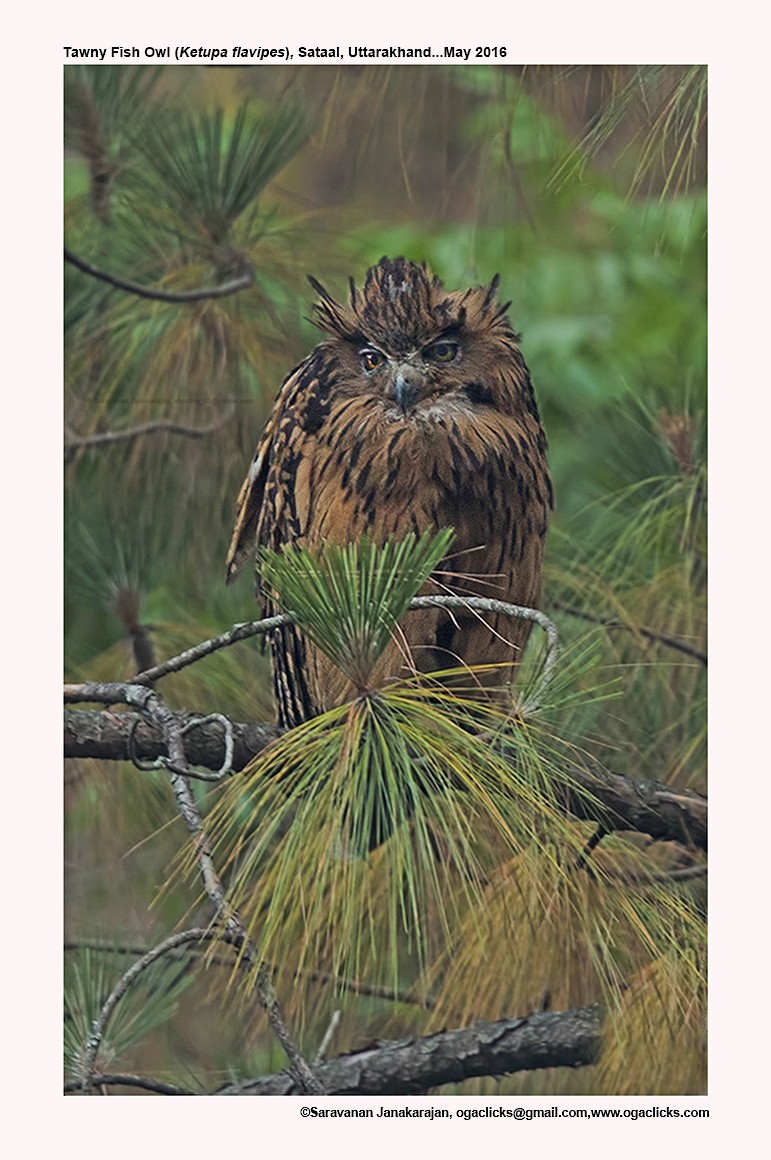 Tawny Fish-Owl - ML617278849