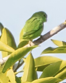 Мексиканский воробьиный попугайчик - ML617278854