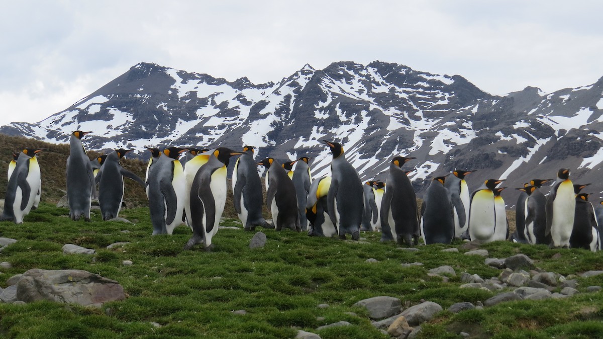 tučňák patagonský - ML617279021