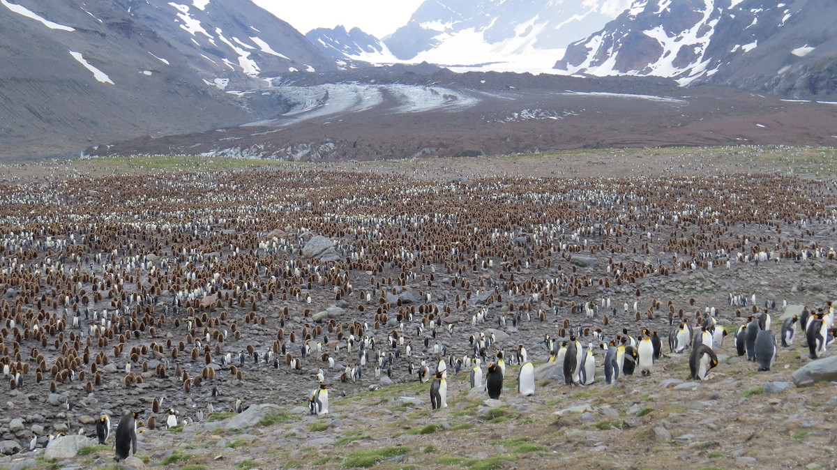 tučňák patagonský - ML617279023