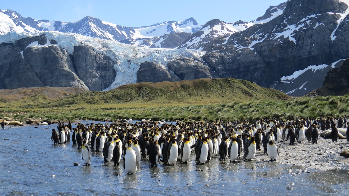 tučňák patagonský - ML617279070