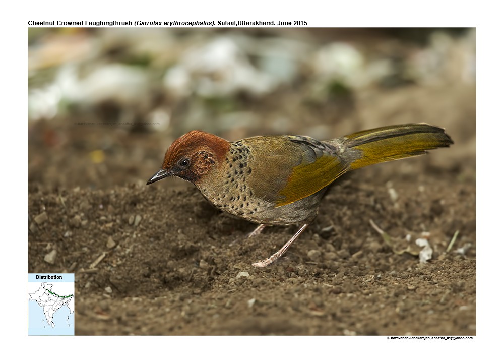 Chestnut-crowned Laughingthrush - ML617279319
