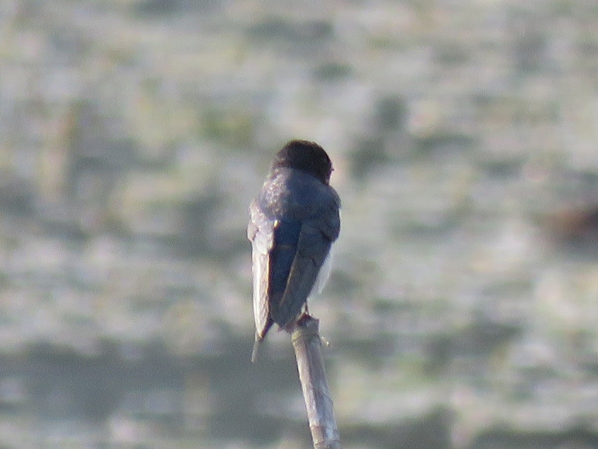 Pacific Swallow - Bob Hargis