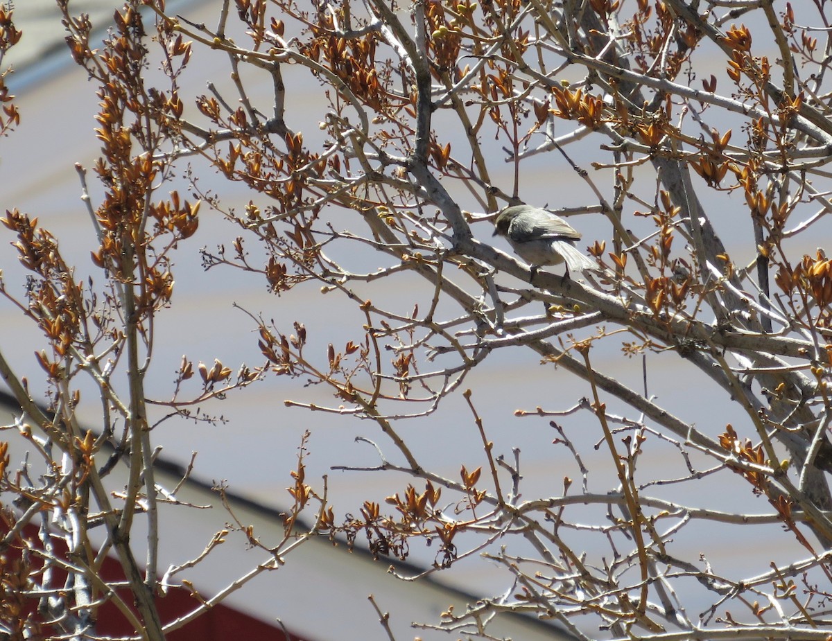 Bushtit - ML617279358