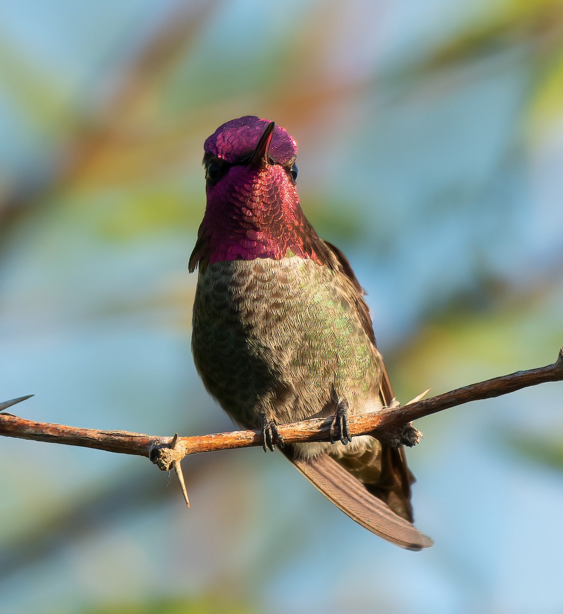 Anna's Hummingbird - Gordon Karre