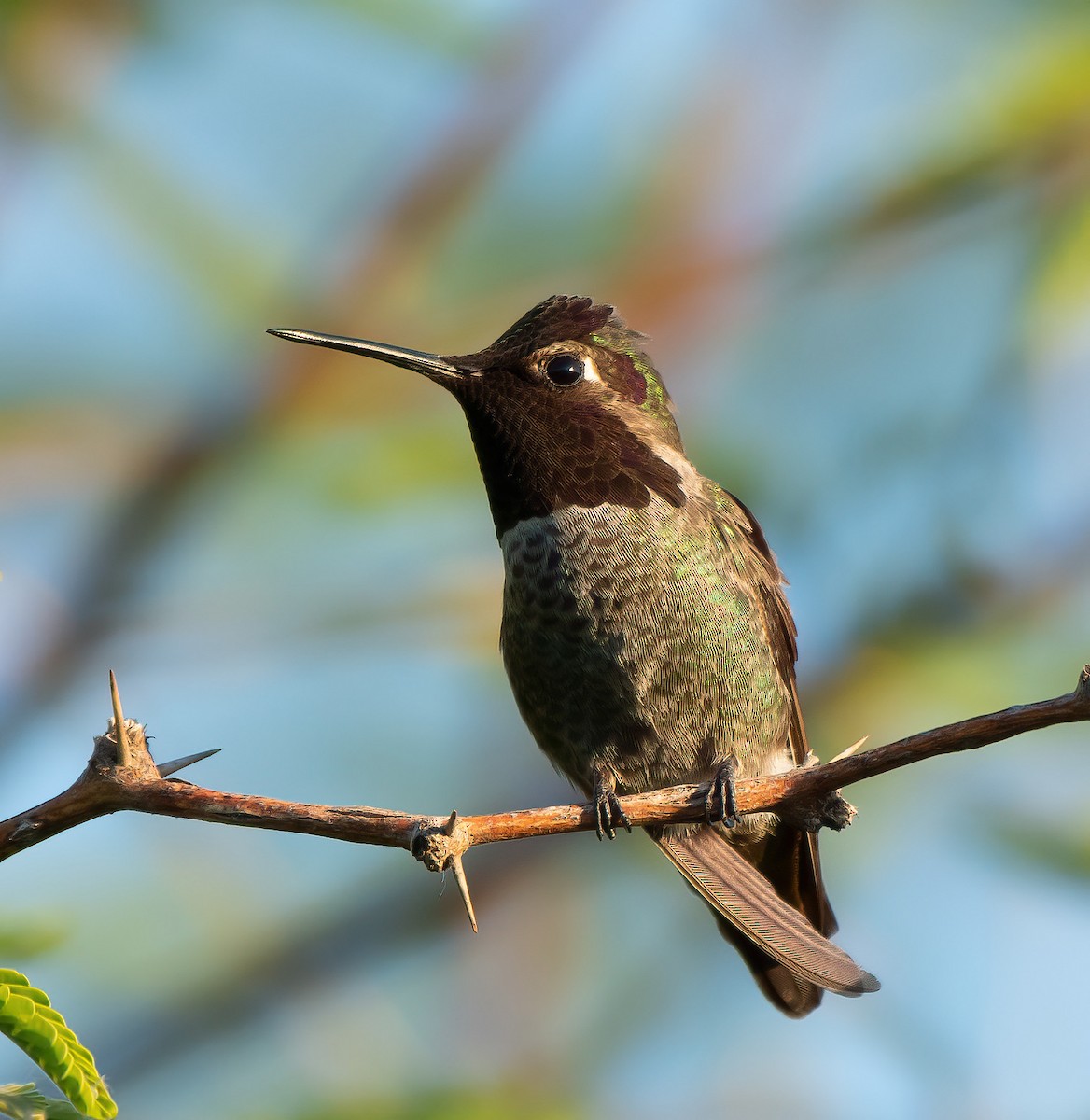 Anna's Hummingbird - ML617279448
