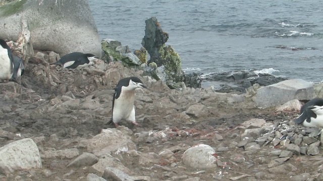 Антарктический пингвин - ML617279513