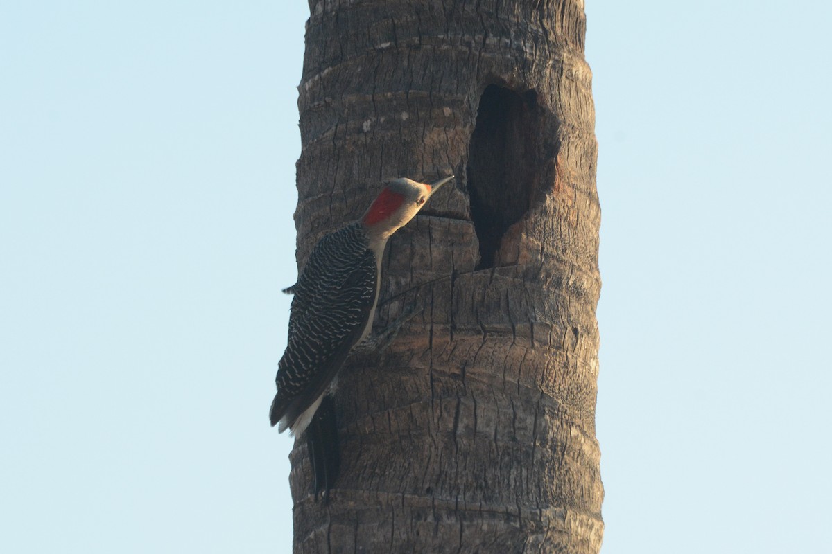 Golden-fronted Woodpecker - ML617279562