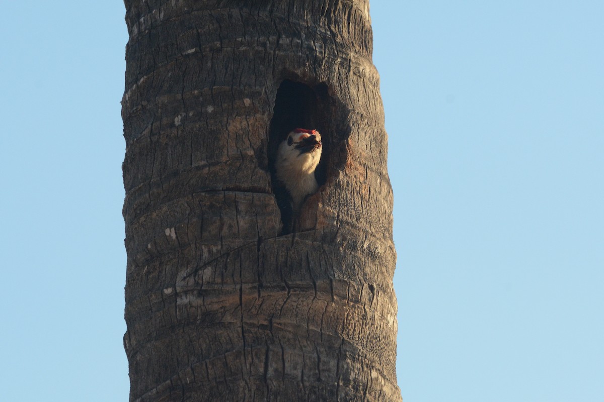 Golden-fronted Woodpecker - ML617279563