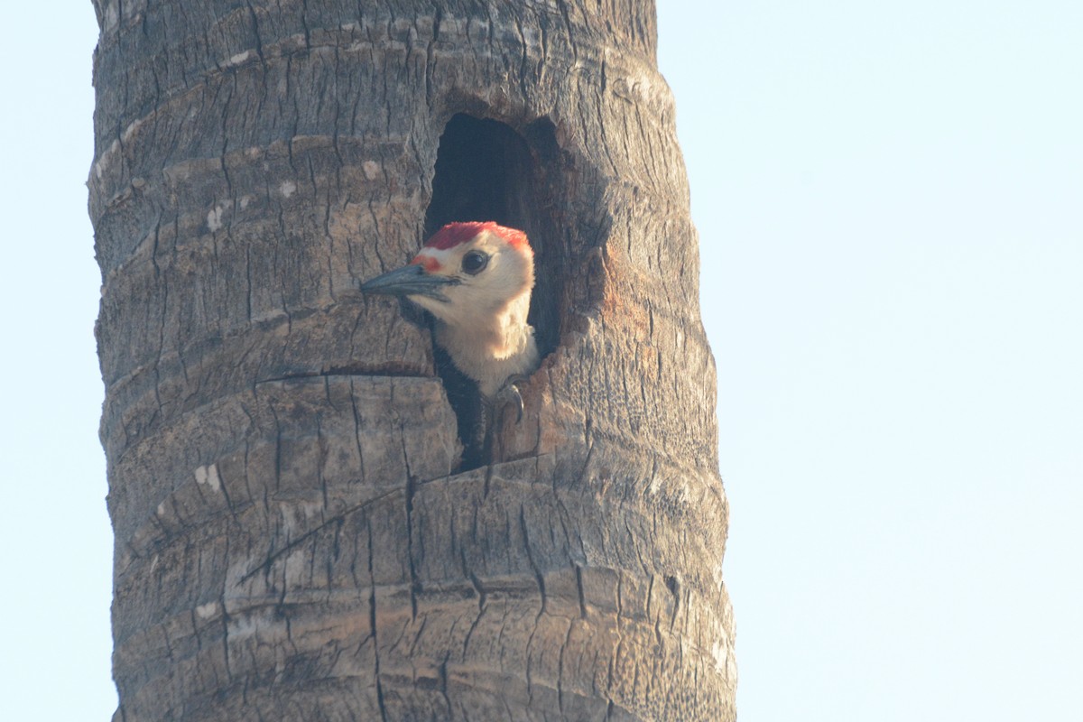 Golden-fronted Woodpecker - ML617279564