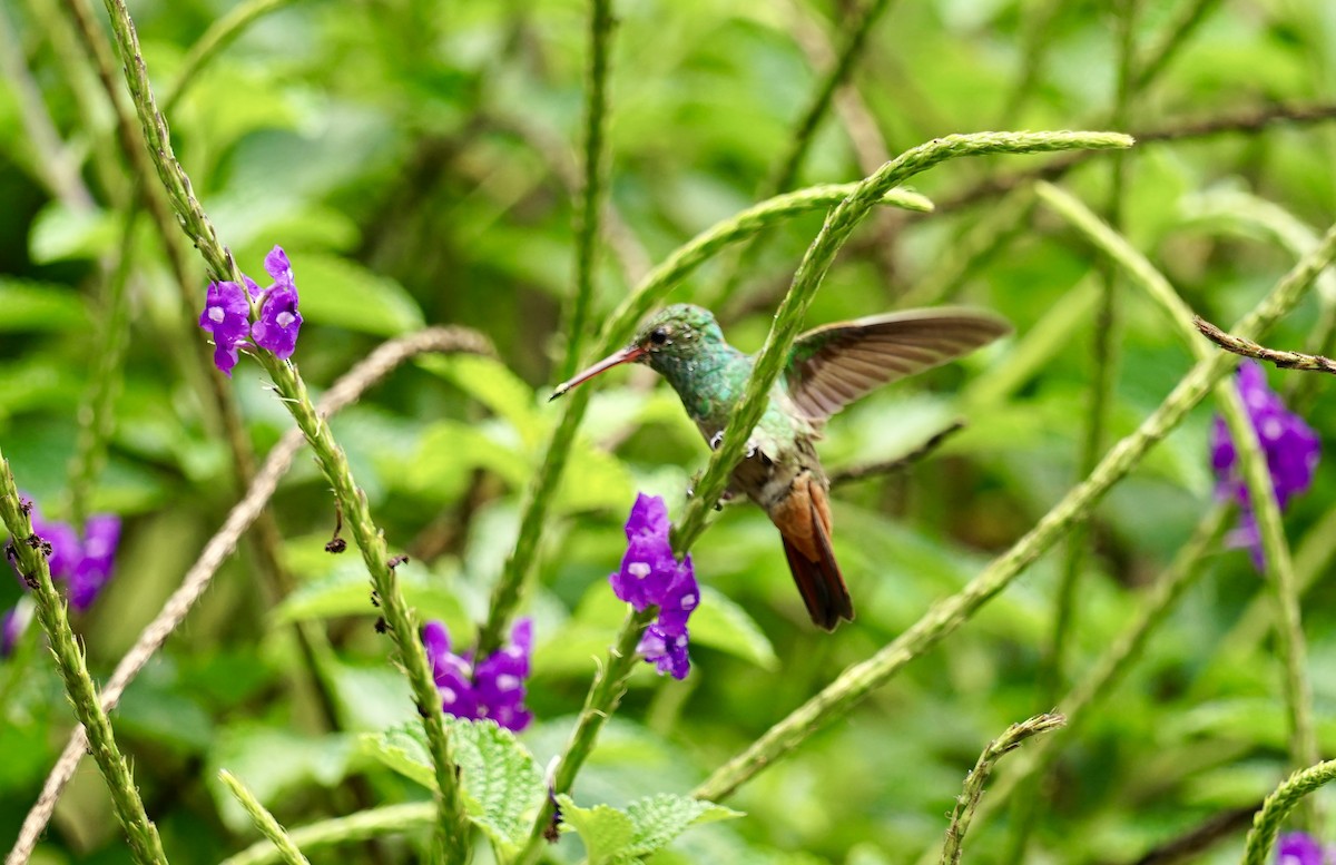 Rufous-tailed Hummingbird - Mike Hearell