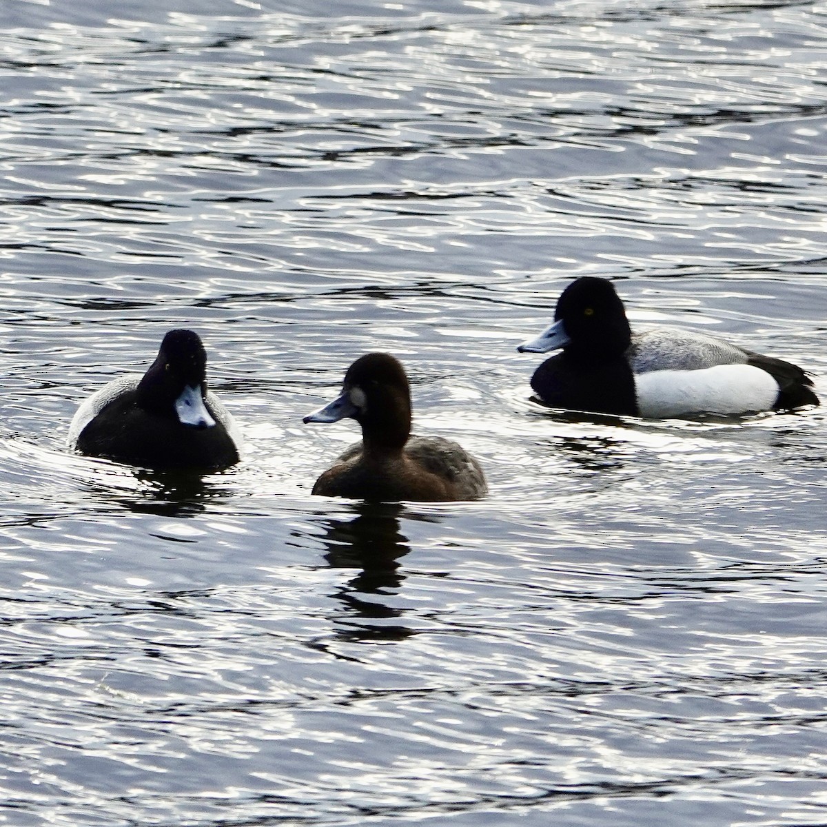 Greater Scaup - Luce Chamard