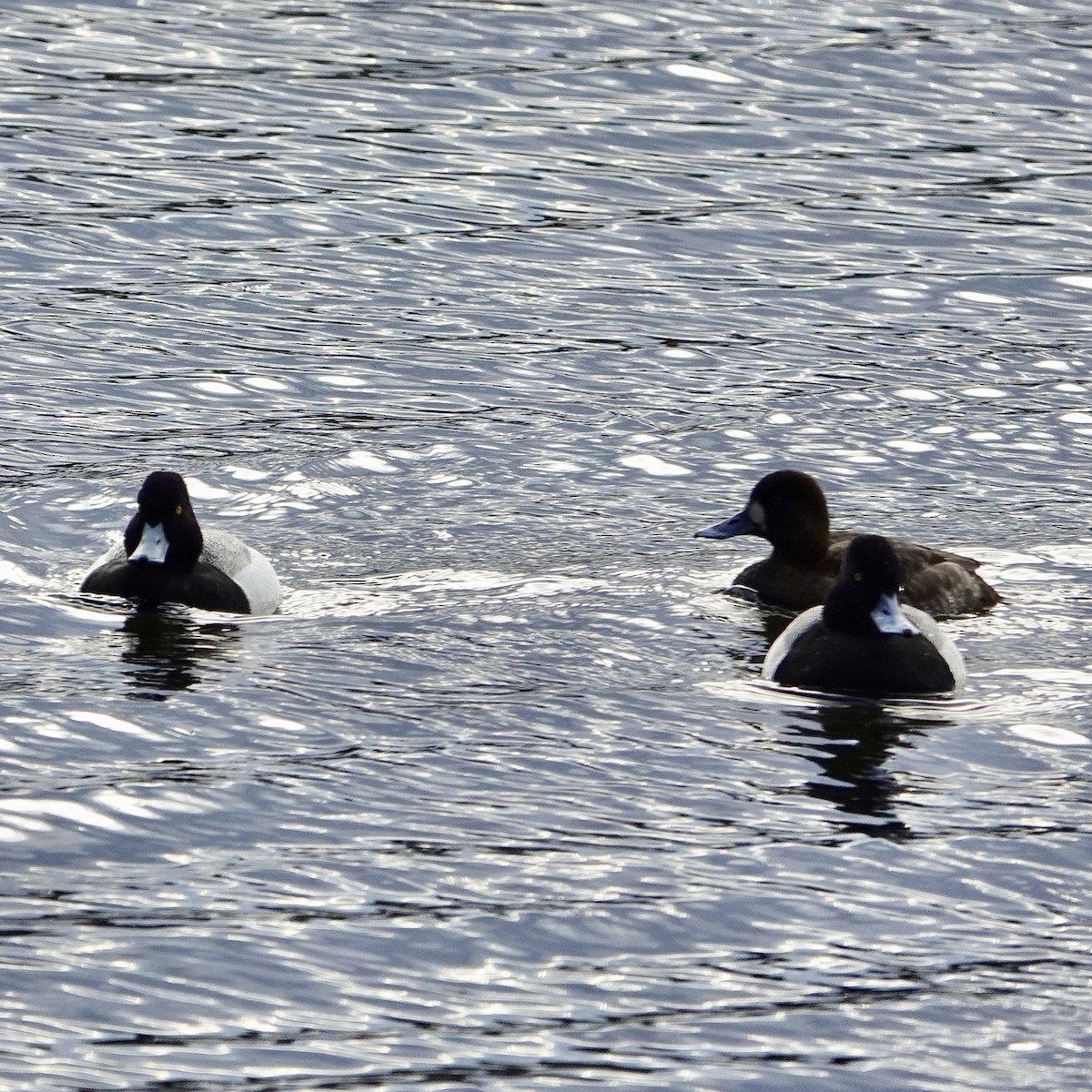 Greater Scaup - ML617279897