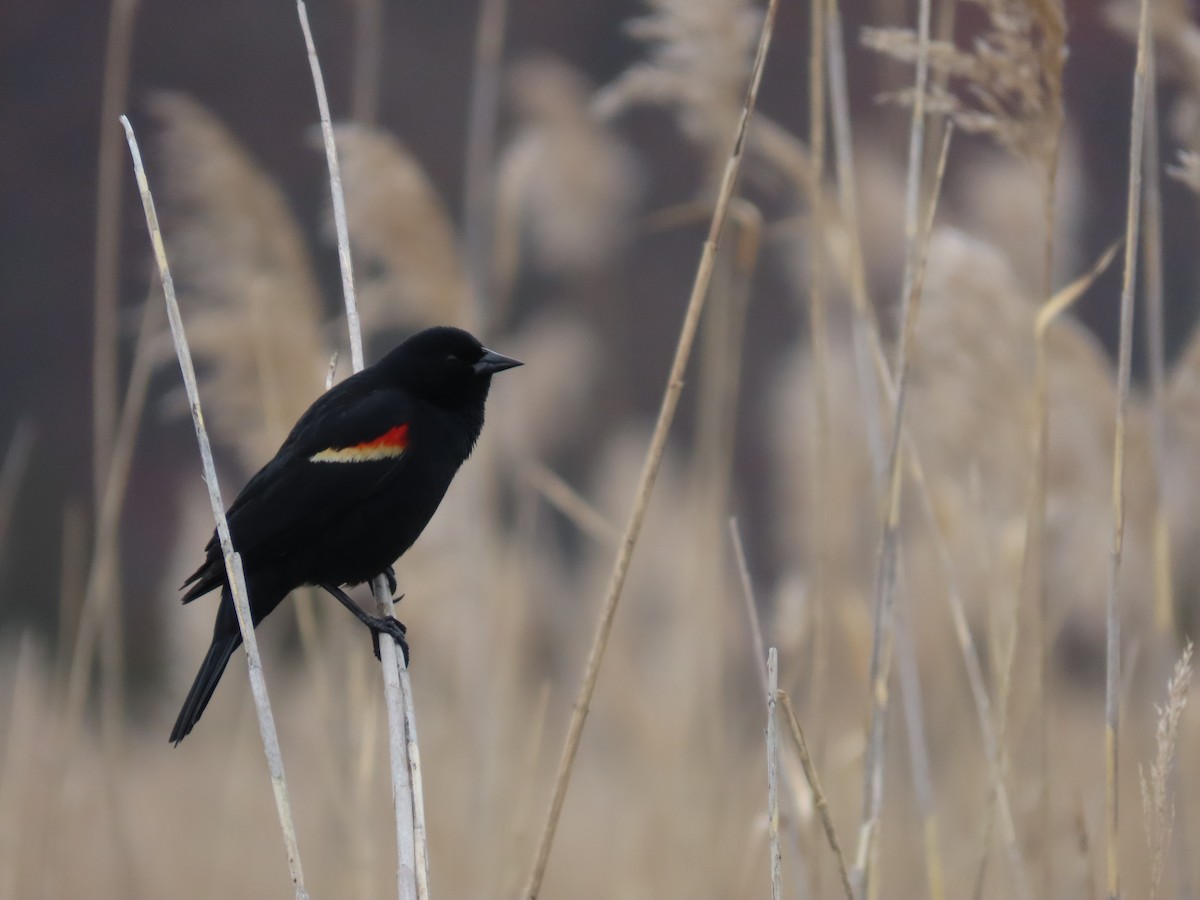 Red-winged Blackbird - ML617279943