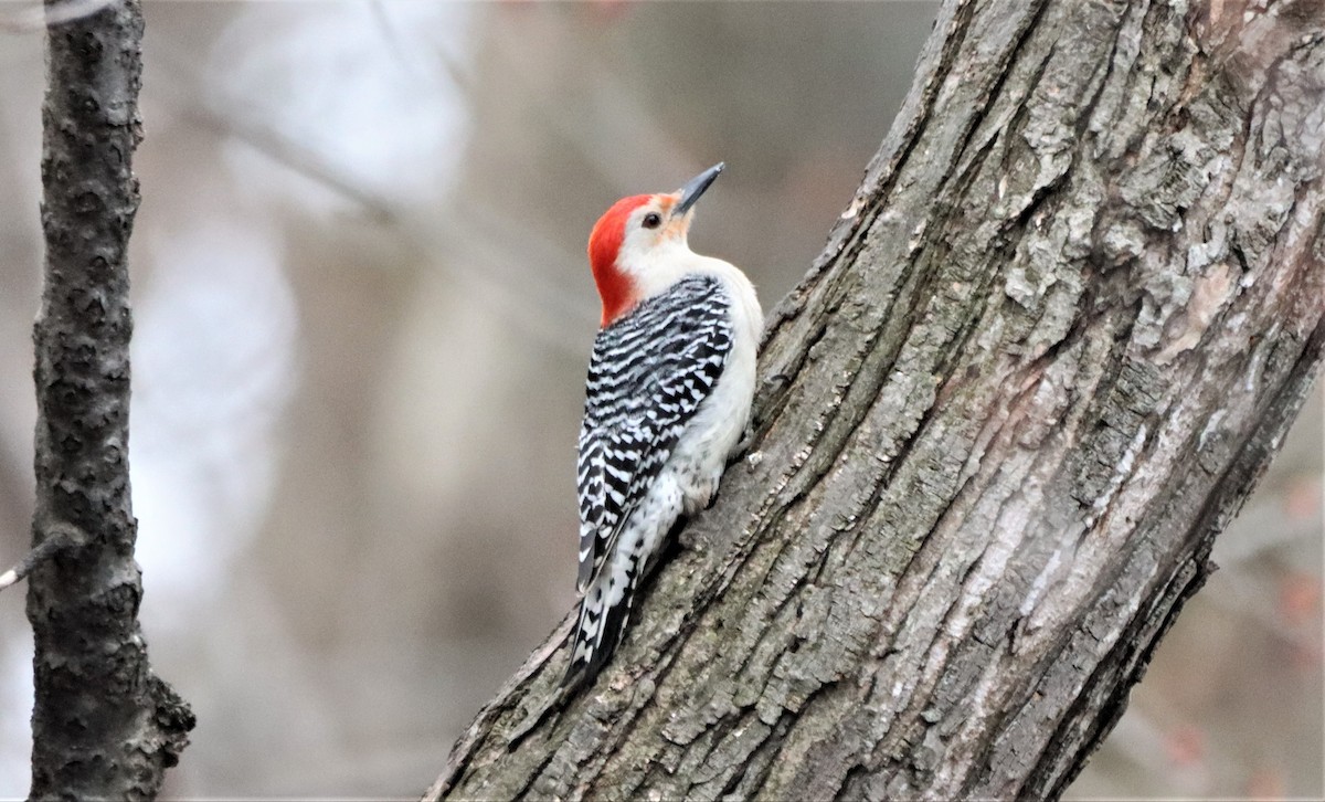 Red-bellied Woodpecker - ML617279981