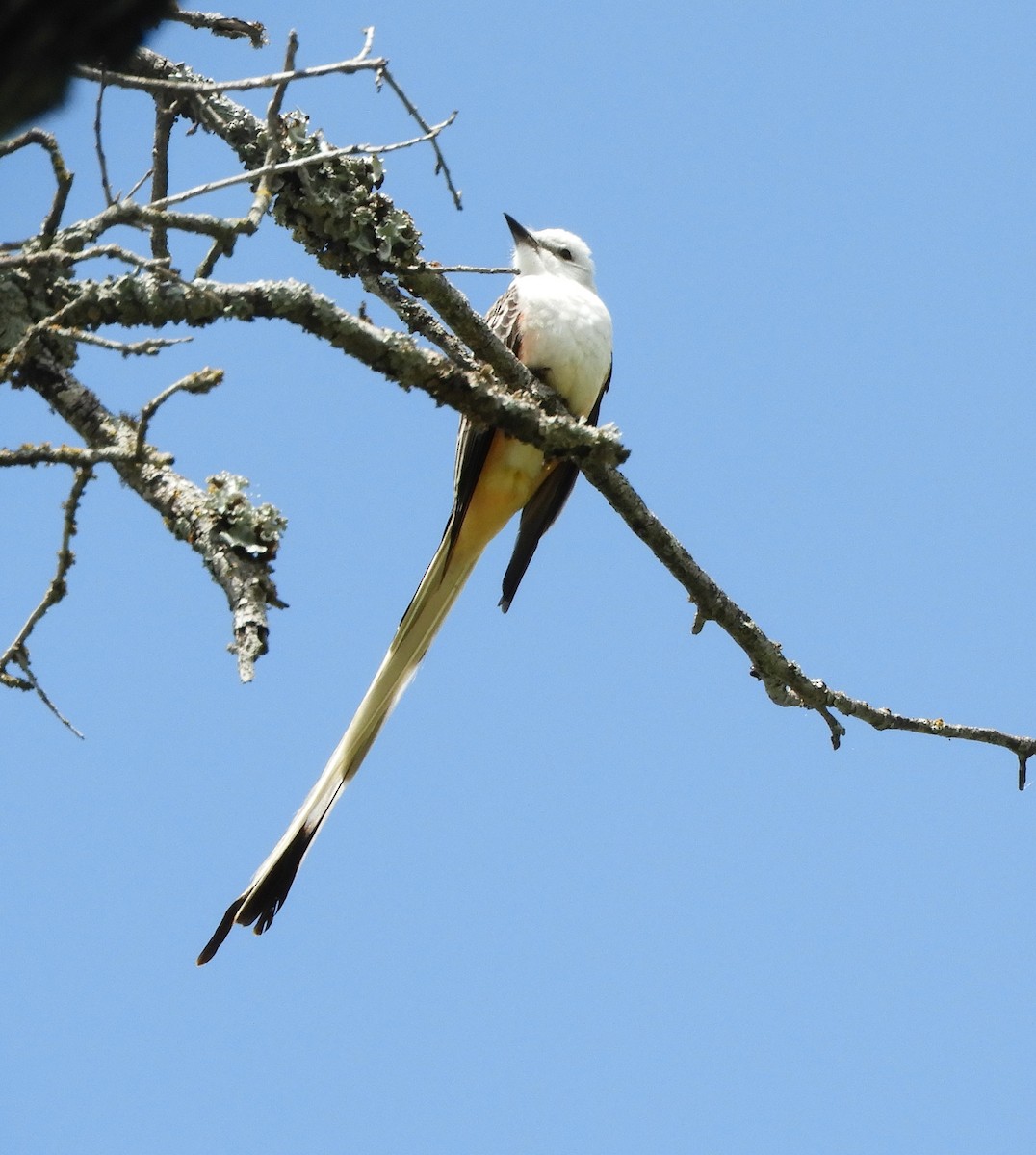 Scissor-tailed Flycatcher - Doug Spindler