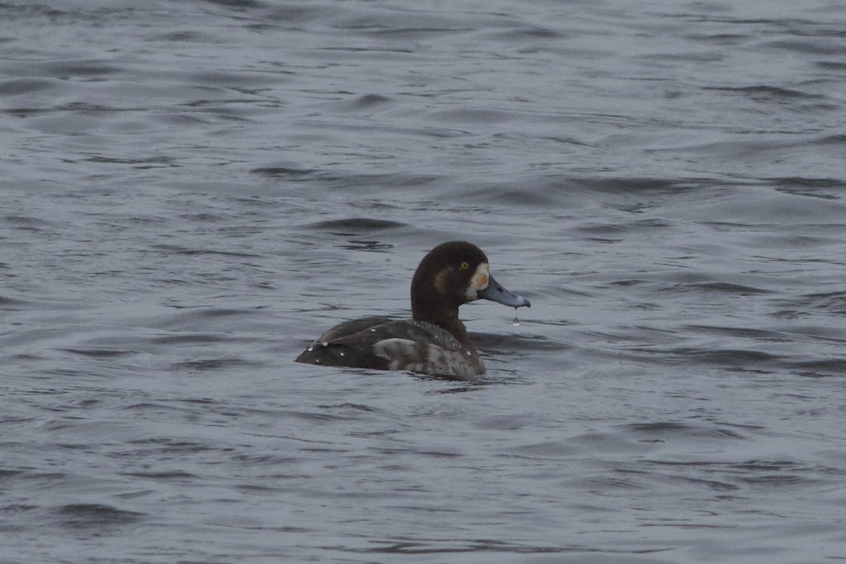 Greater Scaup - ML617280058
